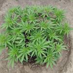 miracle-alien-cookies-mac-fem-7ch-american.jpg