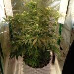 miracle-alien-cookies-mac-fem-7ch-american.jpg