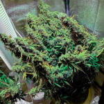 original-auto-sour-diesel-fem-fastbuds.jpg