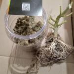 sexy-cinderella-auto-fem-Semyanich.jpg