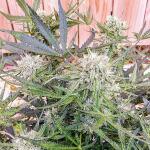 watermelon-zkittlez-auto-fem-barneys-farm.jpg