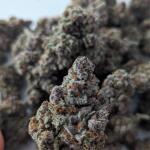 10th-planet-r1-fem-ethos-genetics.jpg