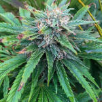 bubba-slush-fem-ghs.jpg