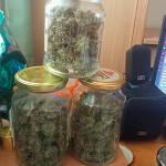 forbidden-runtz-auto-fem-fastbuds.jpg