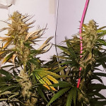gorilla-auto-fem-Semyanich.jpg