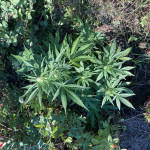 lowryder-auto-fem-vision-seeds.jpeg