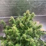 moonshine-cookies-auto-fem-7ch-american.jpeg