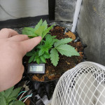 northern-lights-fem-00-seeds.jpg