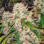 original-auto-sour-diesel-fem-fastbuds.jpg