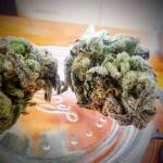 peyote-cookies-fem-barneys-farm.jpg