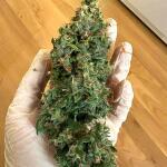 strawberry-cheesecake-auto-fem-humboldt-seed-company.jpg