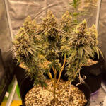 candy-store-rbx-fem-ethos-genetics.jpg