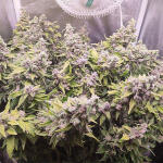 gorilla-zkittlez-fem-Semyanich.jpg