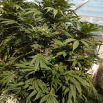 hashberry-regular-mandala-seeds.jpg
