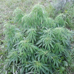 mazar-extra-bulk-seed-bank.jpg