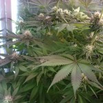 mazar-extra-bulk-seed-bank.JPG