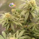 miracle-alien-cookies-mac-fem-7ch-american.jpg