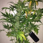 Psychedelic_Bulk_Seed_Bank.jpg
