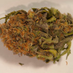 ak-77v-victory-seeds.jpg