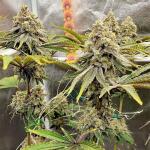 crescendo-rbx1-fem-ethos-genetics.jpg