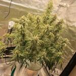 forbidden-runtz-auto-fem-fastbuds.jpg