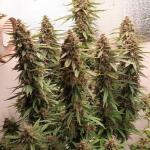 keepers-og-autoflower-fem-seedkeepers.jpg
