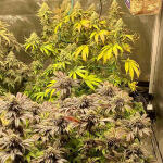 notorious-thc-fem-humboldt-seed-company.jpg