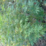 pamir-gold-dutch-passion.jpg