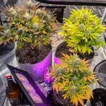 sticky-sherbert-gg-fem-seedkeepers.jpg