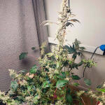 strawberry-og-cookies-r1-fem-ethos-genetics.jpg