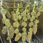 auto-critical-lemon-cbd-fem-advanced-seeds.jpg