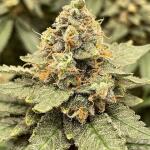 blueberry-og-fem-barneys-farm.jpg