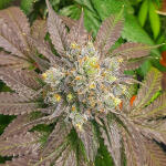 bubba-slush-fem-ghs.jpg