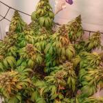 cream-caramel-cbd-fem-sweet-seeds.jpg