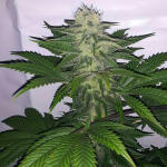 gelato-fem-blimburn-seeds.jpg