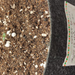 jack-47-auto-fem-sweet-seeds.jpg