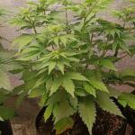 keepers-og-autoflower-fem-seedkeepers.jpg