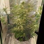 miracle-alien-cookies-mac-fem-7ch-american.jpg