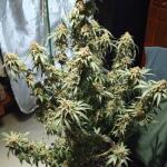 miracle-alien-cookies-mac-fem-7ch-american.jpg