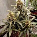original-auto-white-widow-fem-fastbuds.jpg