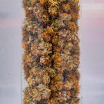 runtz-auto-fem-barneys-farm.jpg