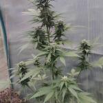 ultimate-bubba-auto-fem-Semyanich.jpg