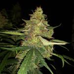 apple-betty-auto-fem-herbies-seeds.jpg