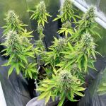 auto-critical-lemon-cbd-fem-advanced-seeds.jpg