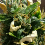 auto-northern-lights-00-seeds.jpg