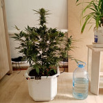 blow-mind-auto-sweet-seeds.jpg