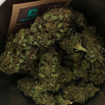 bubba-slush-fem-ghs.jpg