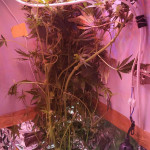 deep-purple-haze-auto-sumo-seeds.jpg
