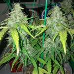 gorilla-4-autoflower-fem-easy-grow-seeds.jpg