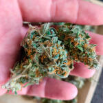 gorilla-punch-auto-fem-fastbuds.jpg
